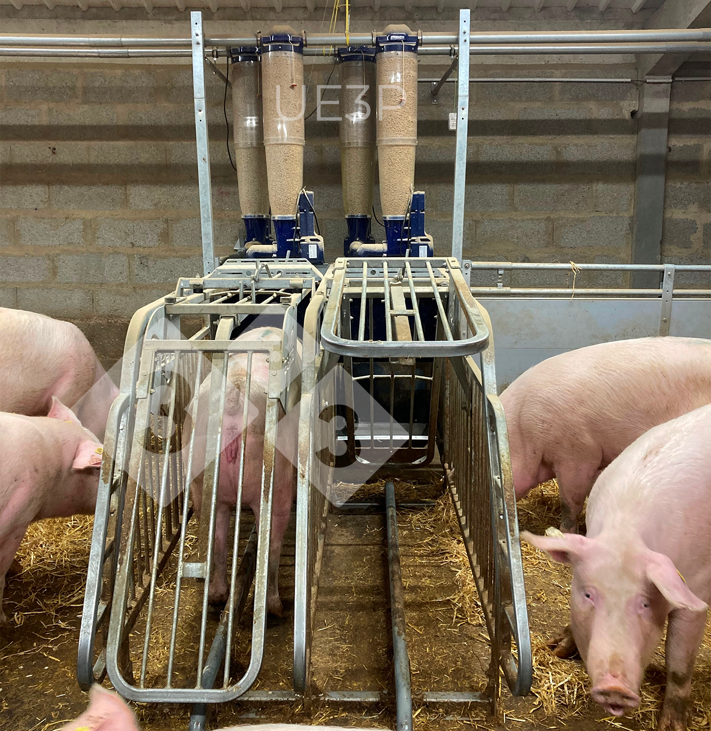 Automatic feeders in a gestation room at UE3P