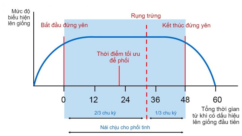 H&igrave;nh 1. Biểu diễn bằng đồ thị về phản xạ đứng y&ecirc;n, rụng trứng v&agrave; thời điểm phối tinh nh&acirc;n tạo (AI) tối ưu ở heo n&aacute;i c&oacute; thời gian l&ecirc;n giống 60 giờ. Nguồn: Carles Casanovas.
