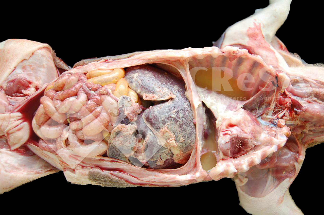 IV. Ảnh Hưởng Của Bệnh Đến Chăn Nuôi