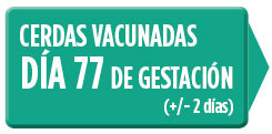 CERDAS VACUNADAS DÍA 77 DE GESTACIÓN (+/- 2 días)
