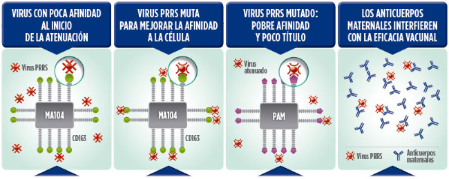 La mayoría de las vacunas se atenúan en líneas celulares de riñón de mono