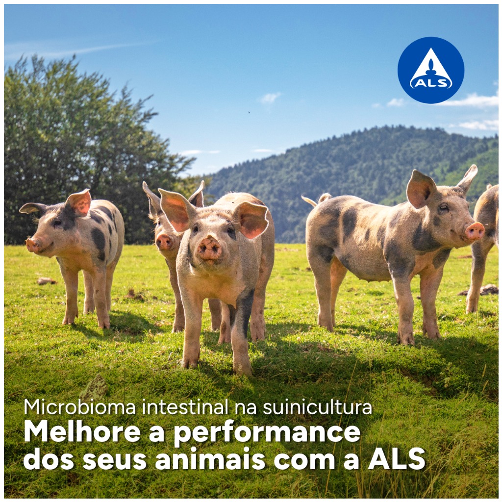 Microbioma intestinal na suinicultura | Melhore a performance dos seus animais com a ALS!