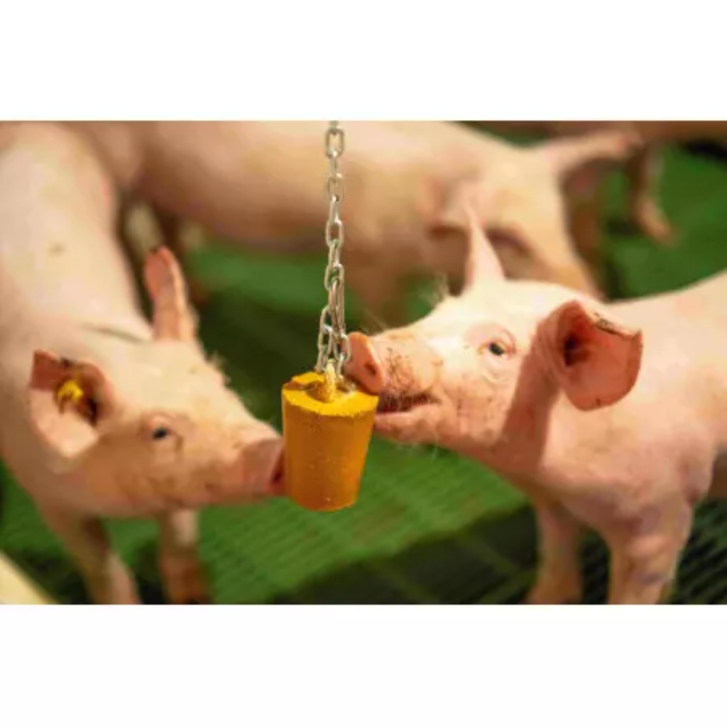 Material enriquecimiento QUIET PIG PIGLETS 