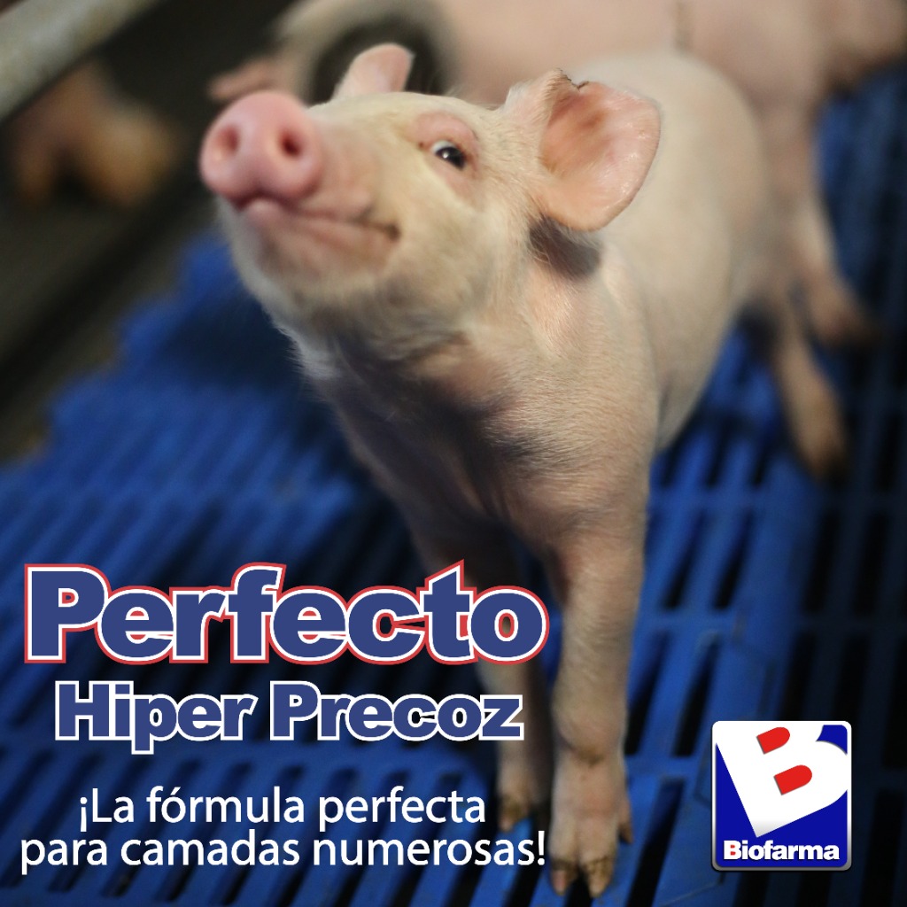 Perfecto Hiper Precoz