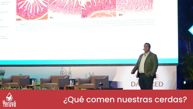 Nutrition Strategies for Maximum Results at 333 Experience Congress Latam 2024 – YERUVA SA